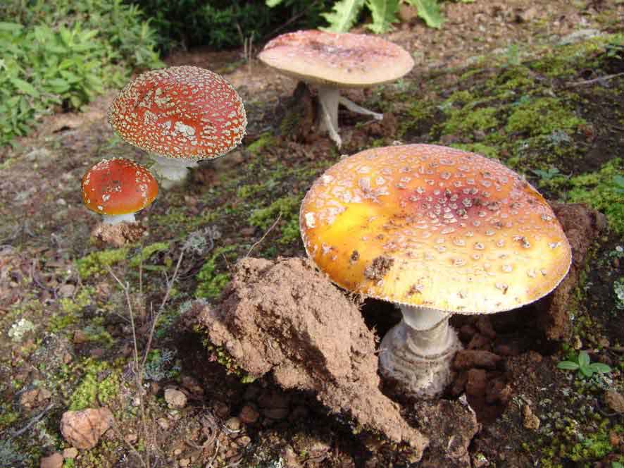 Falsas oronjas (amanita muscaria) en el bosque